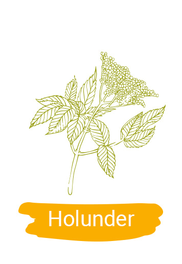 Merino Nature Produktbanner Holunder