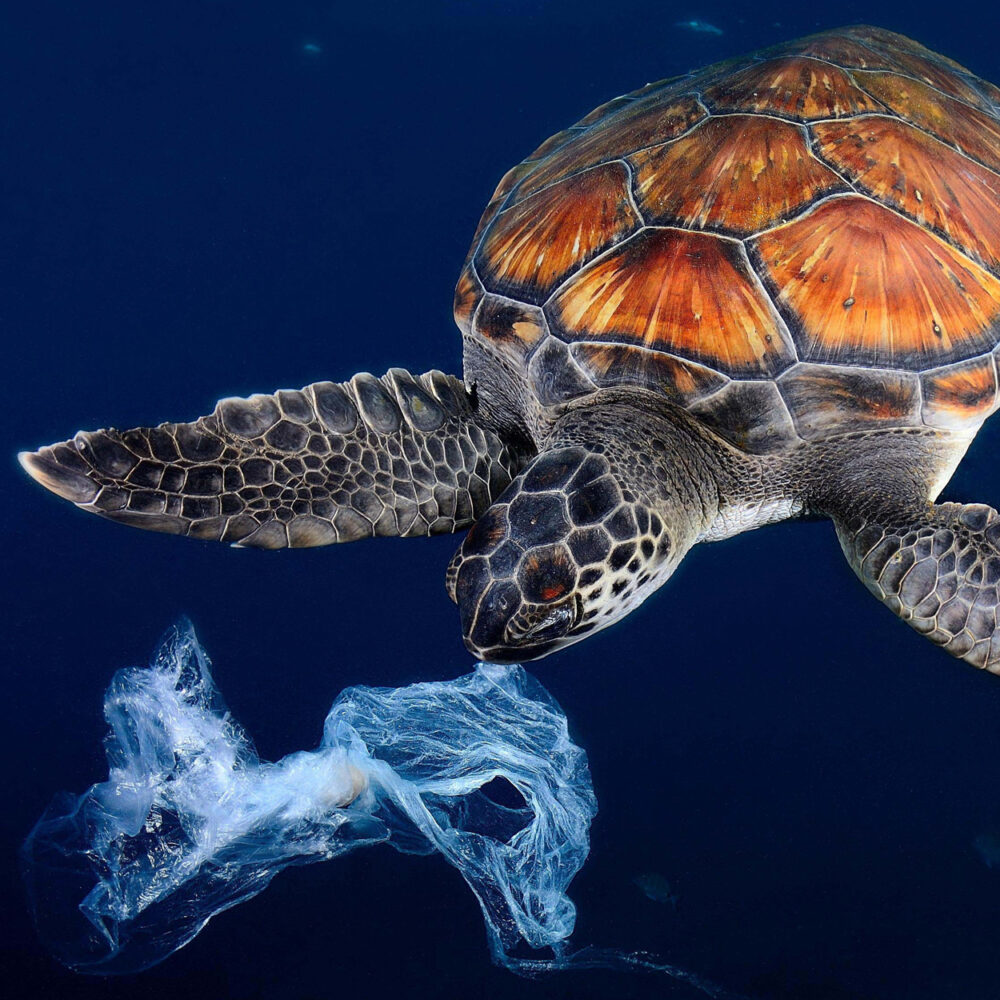 PAC Ocean Upcycling Turtlettes – Bild 3